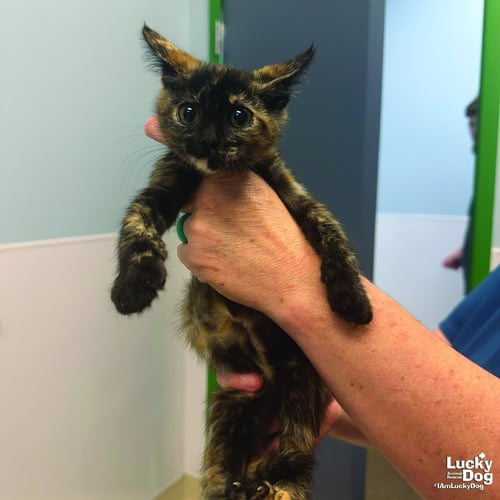 SHE-RA - Domestic Short Hair available for adoption