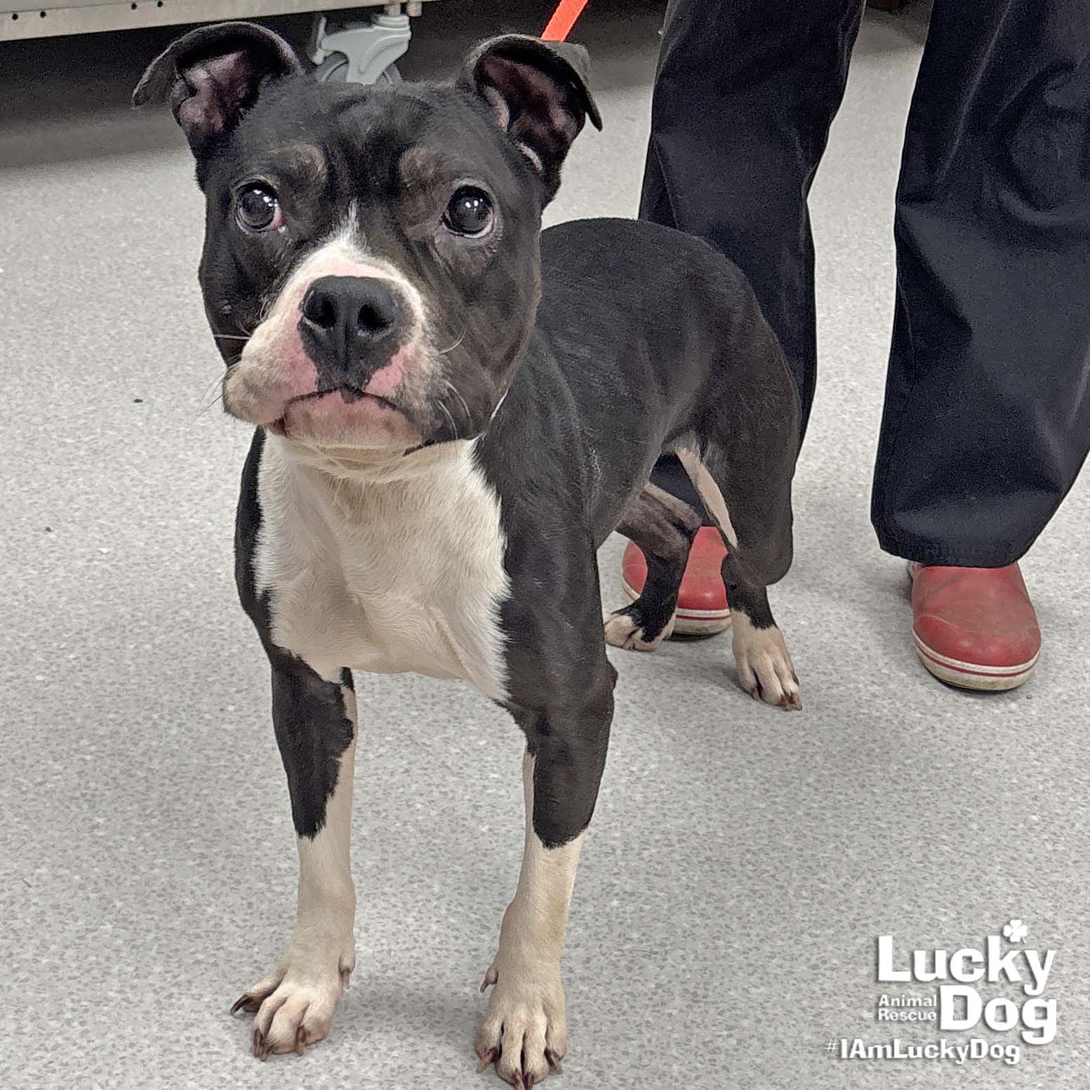 LIL BIT - Terrier available for adoption