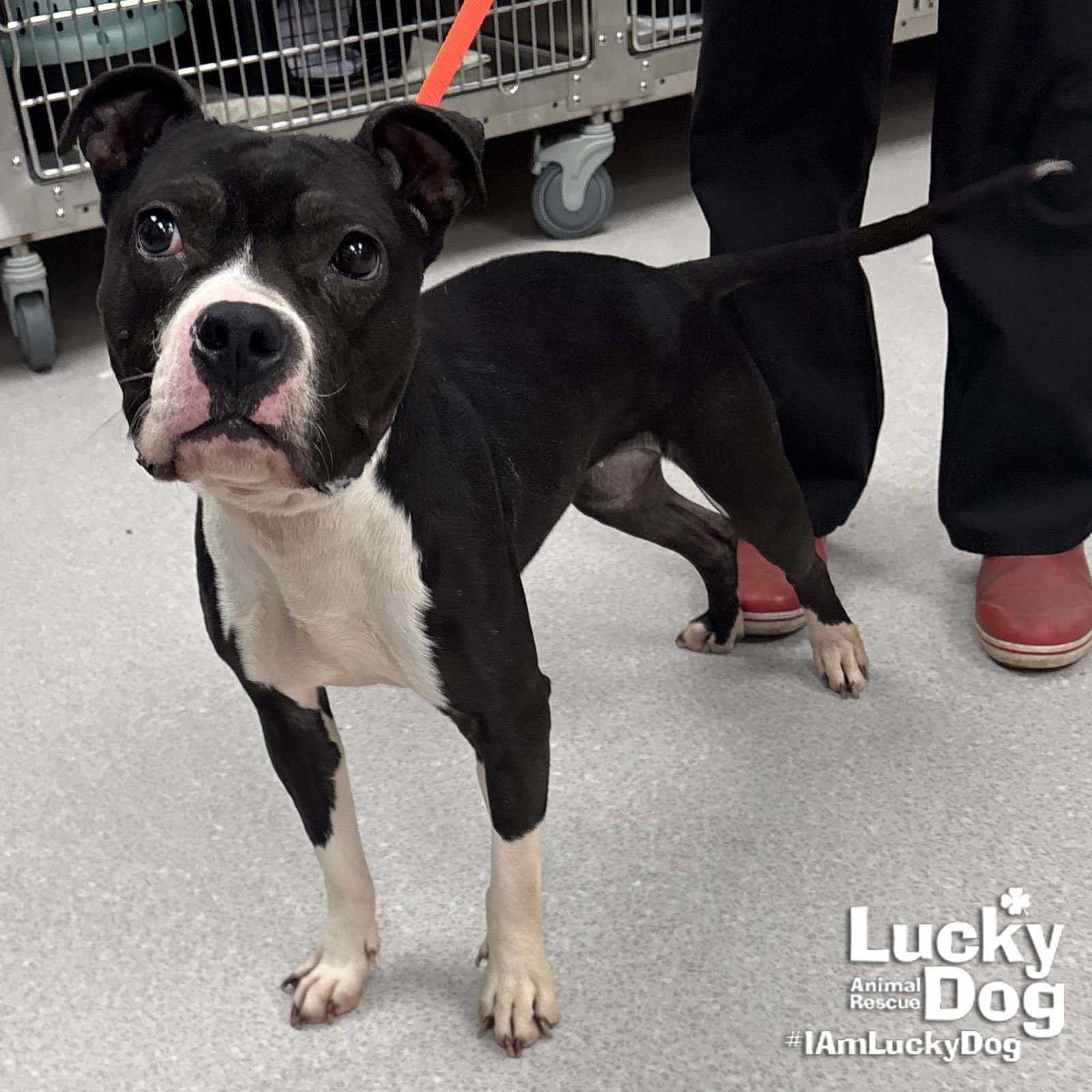 LIL BIT - Terrier available for adoption