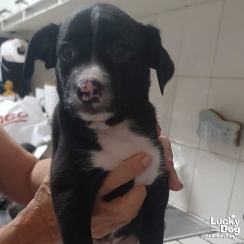 PABLO - Terrier / Shepherd available for adoption