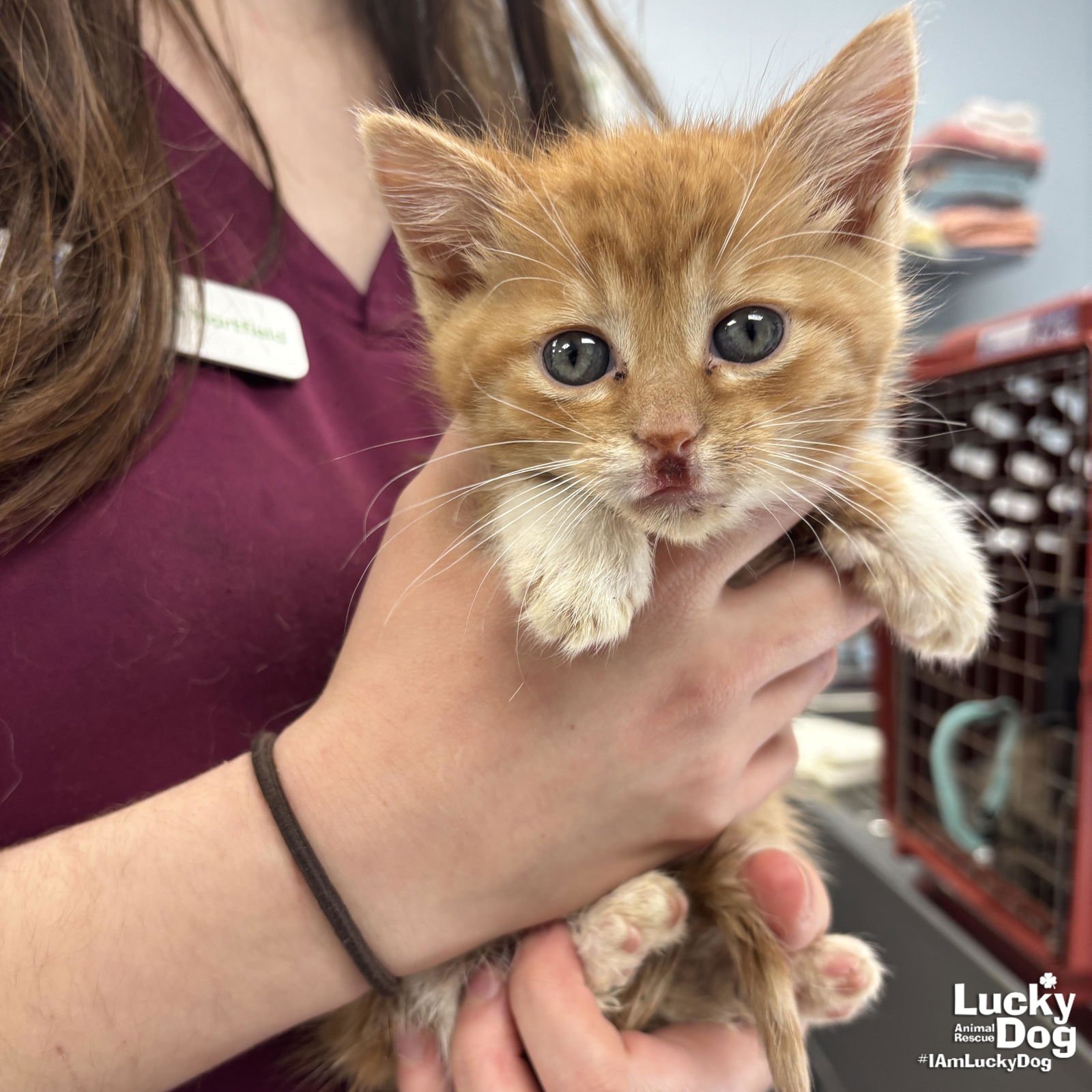 ELAN - Domestic Short Hair available for adoption