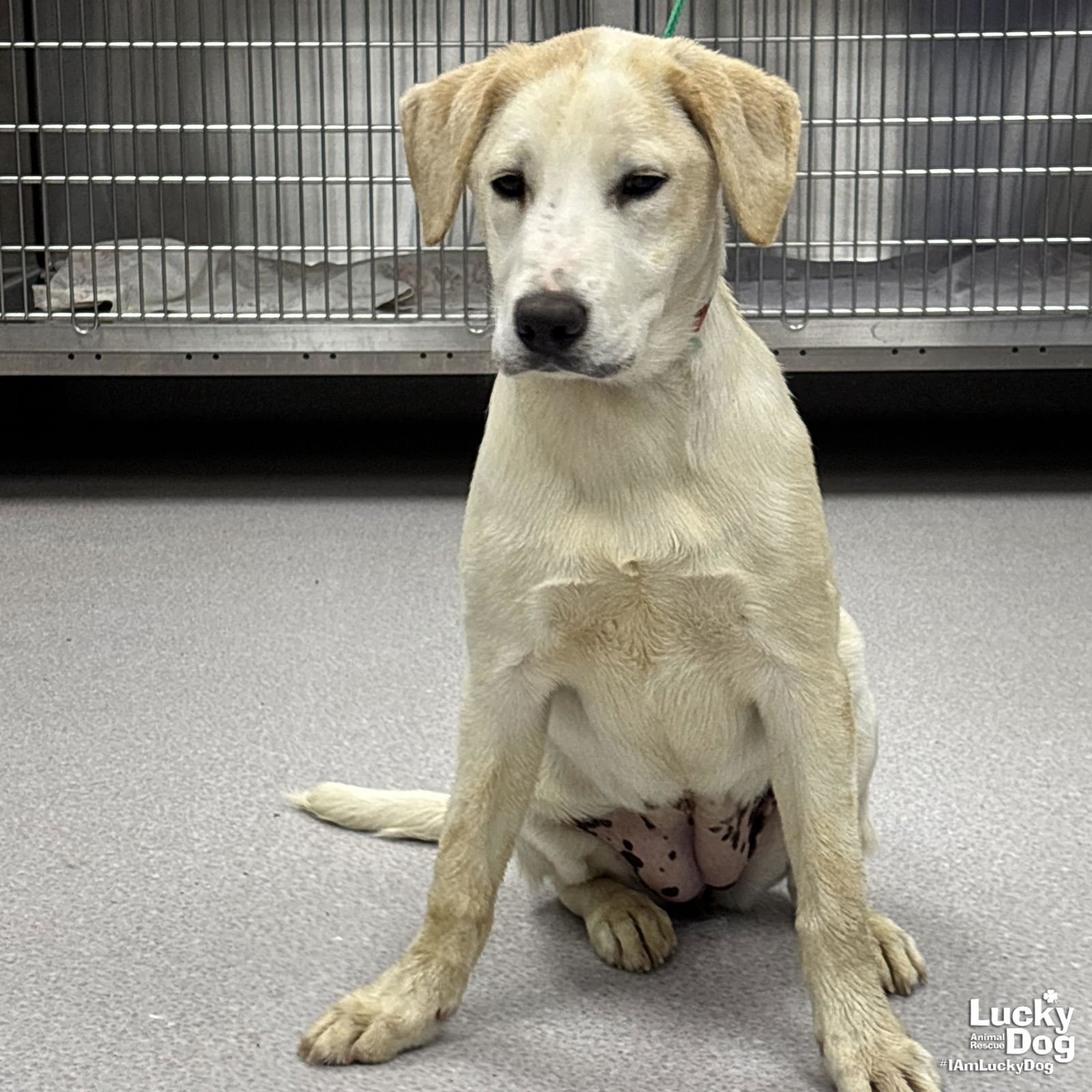 YVONNE - Labrador Retriever available for adoption