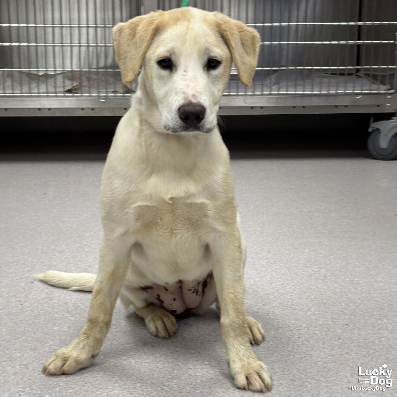 YVONNE - Labrador Retriever available for adoption