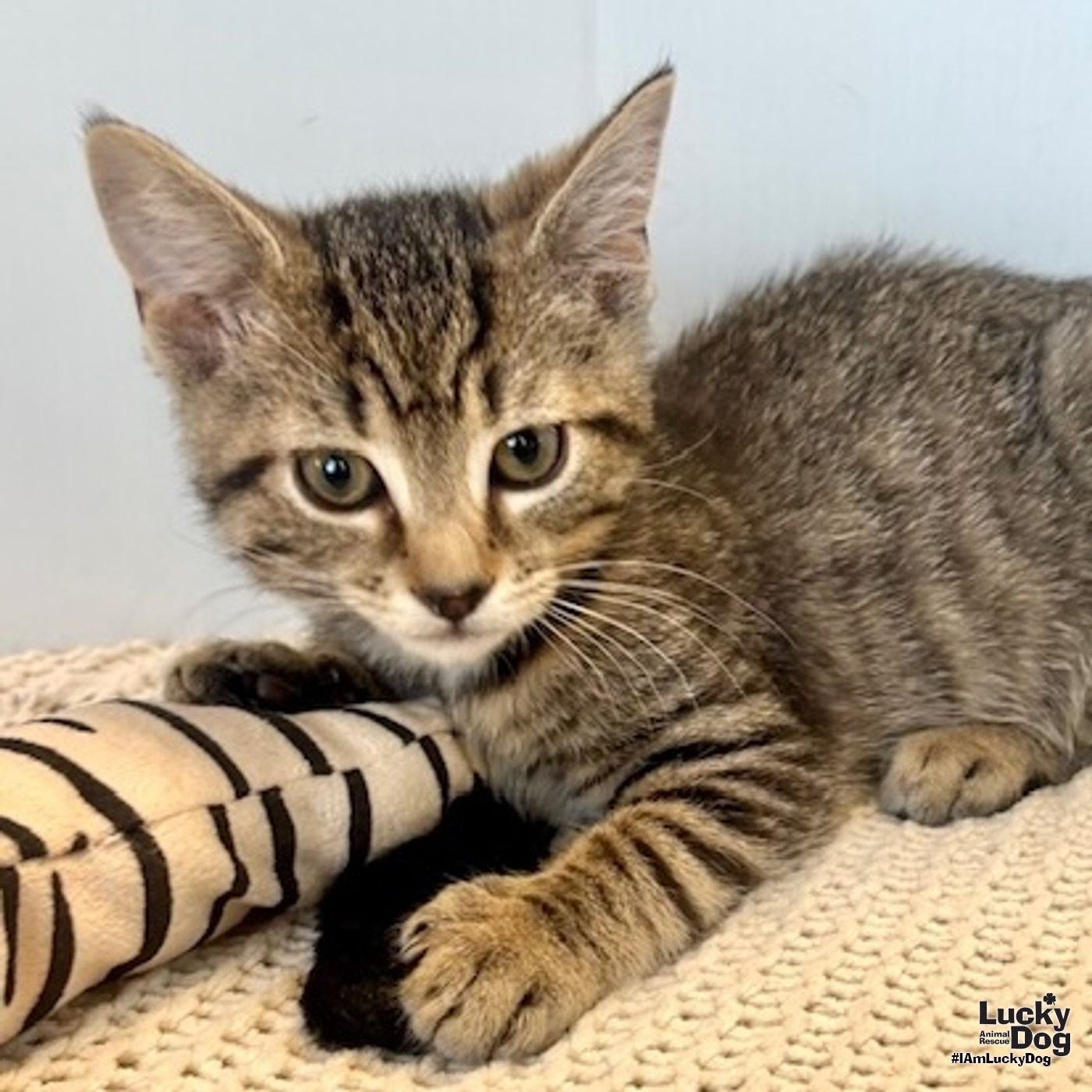 HENDRIX - Domestic Short Hair available for adoption