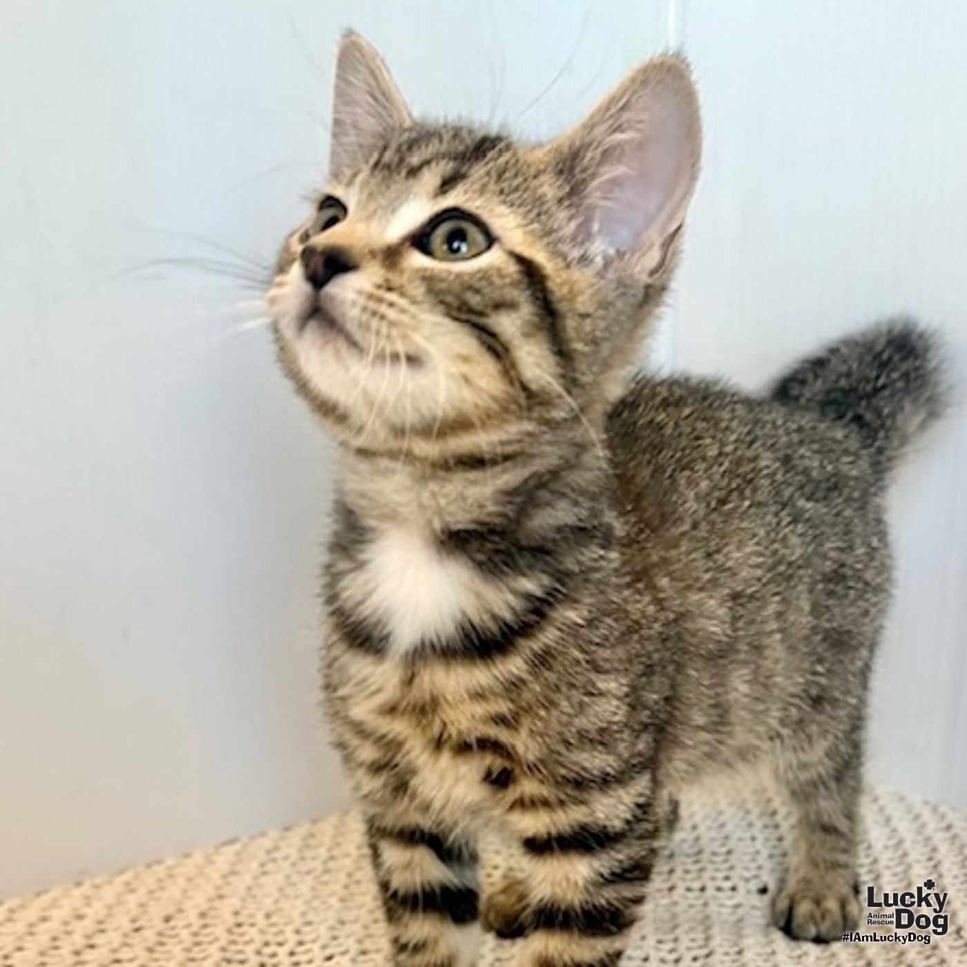 HENDRIX - Domestic Short Hair available for adoption