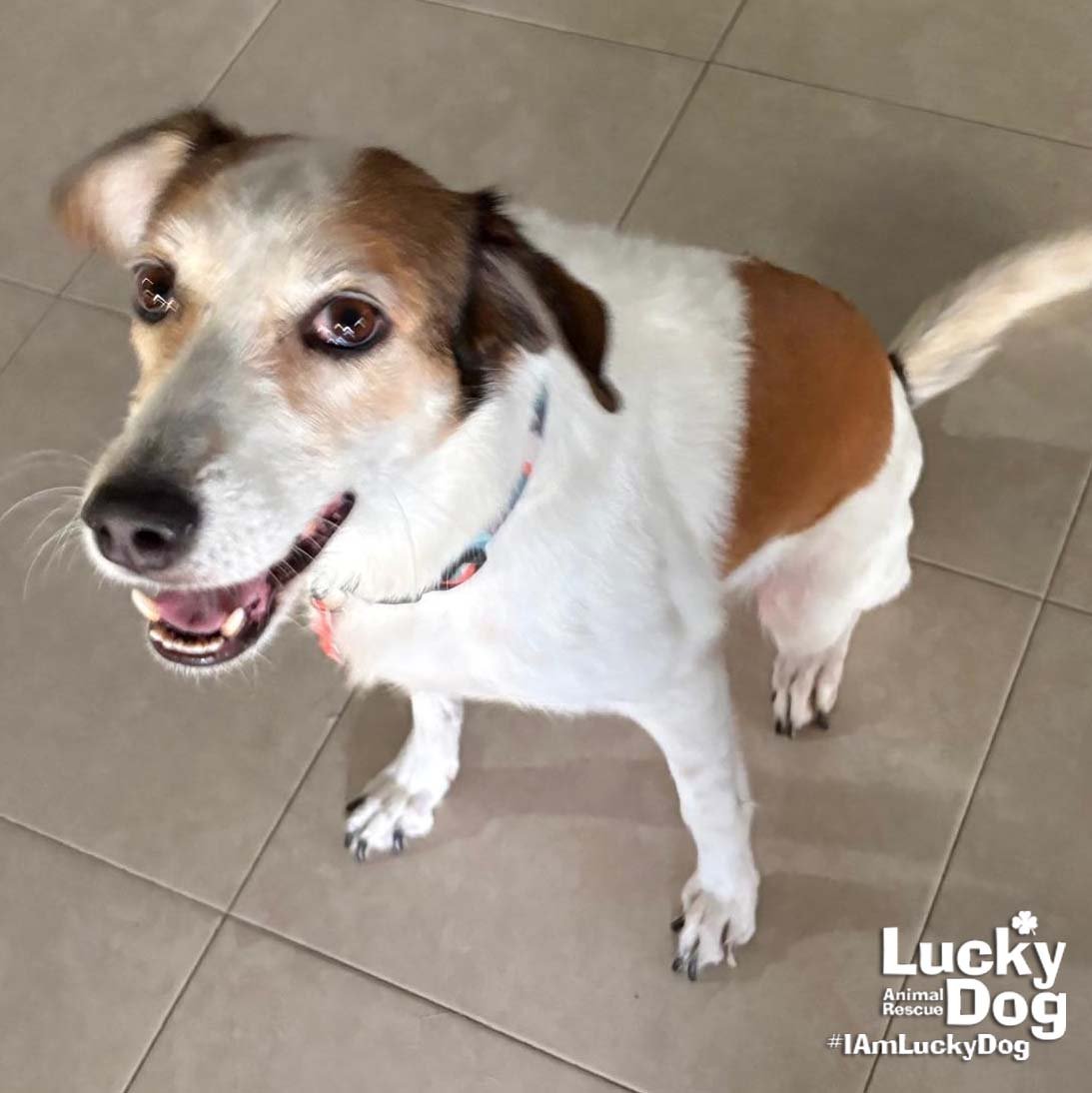 LAUREN - Hound / Shepherd available for adoption