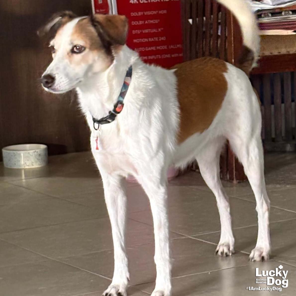 LAUREN - Hound / Shepherd available for adoption