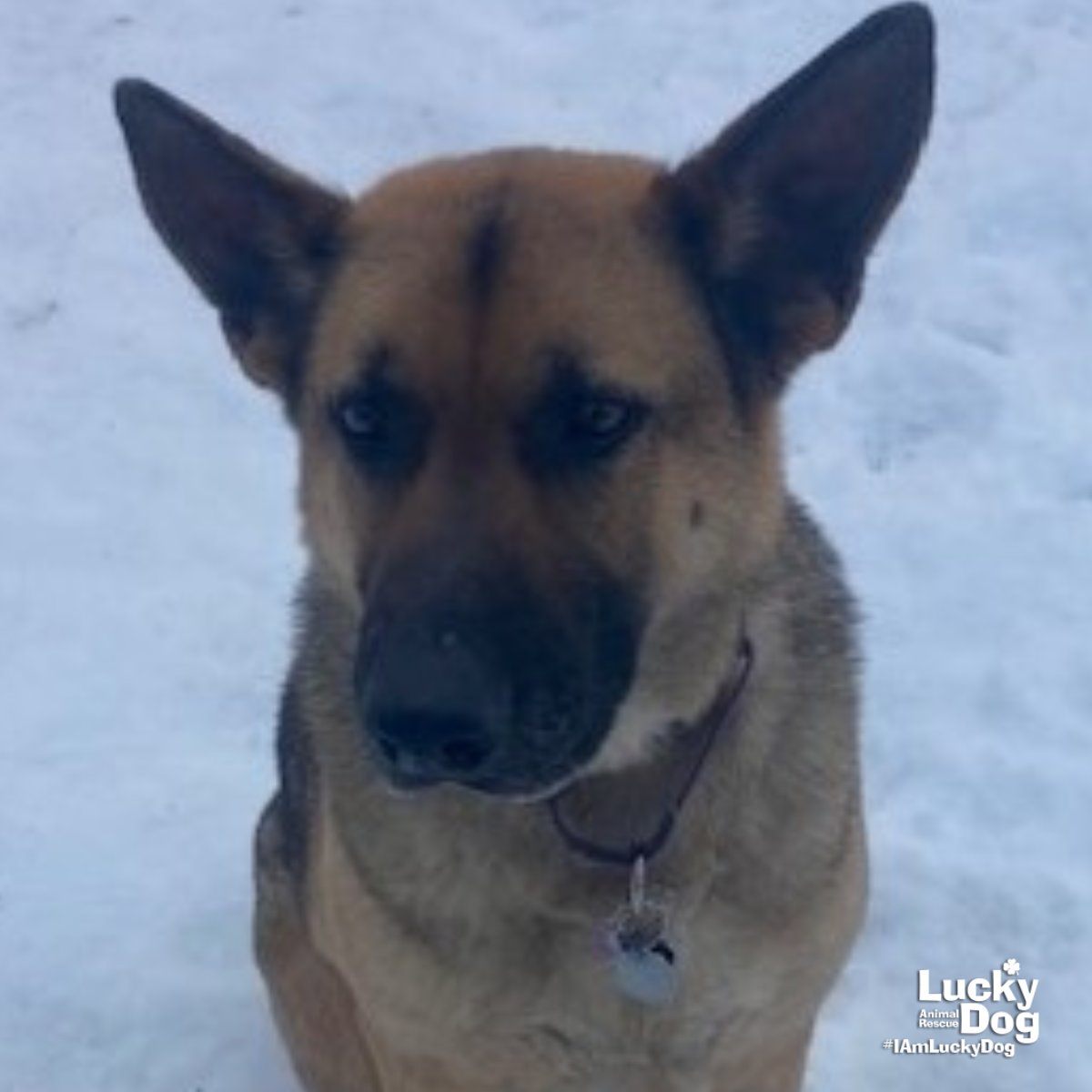 OZZIE - Shepherd available for adoption