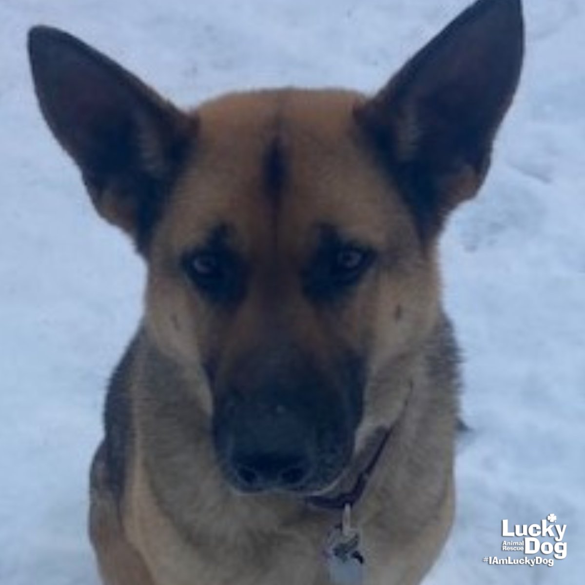 OZZIE - Shepherd available for adoption