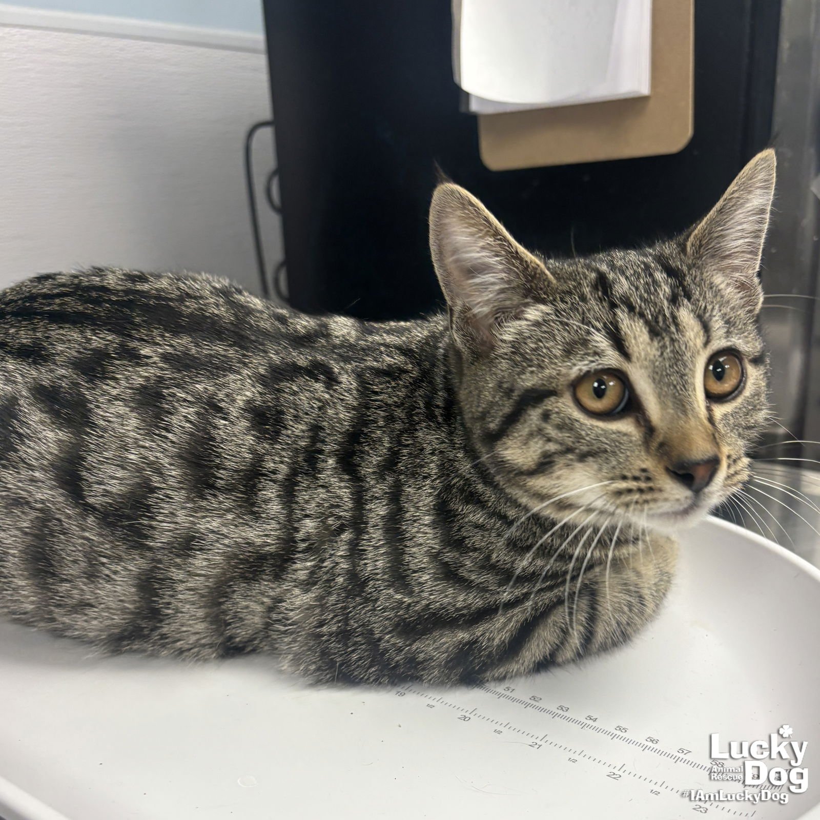 ARCHIE - Domestic Short Hair available for adoption