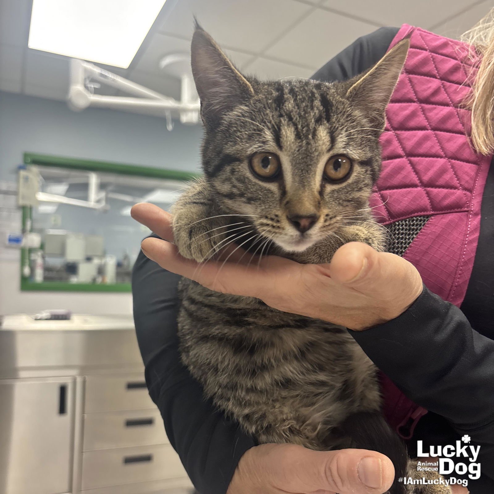 ARCHIE - Domestic Short Hair available for adoption