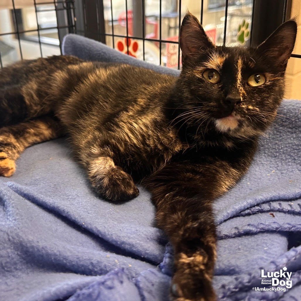 CHICKY - Domestic Short Hair available for adoption