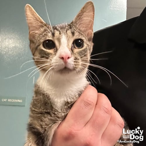 FOX IN SOCKS - Domestic Short Hair available for adoption