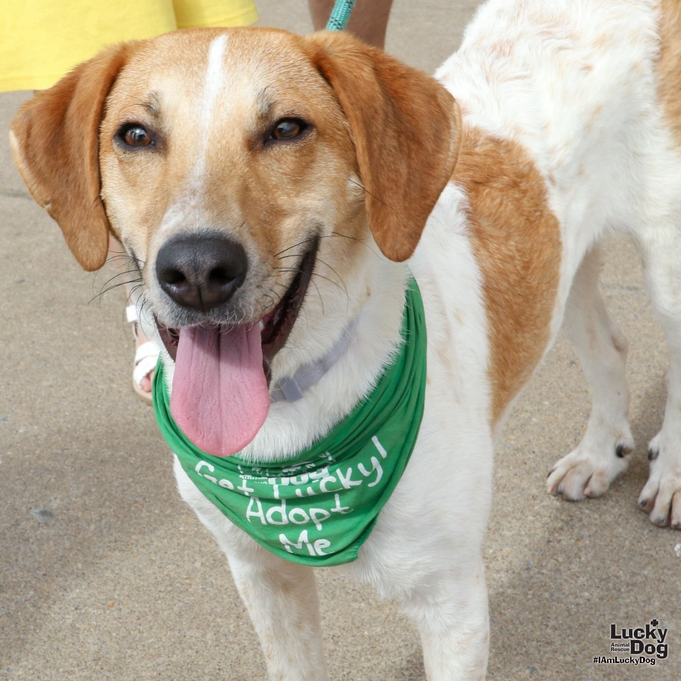 CHANCE - Retriever / Hound available for adoption