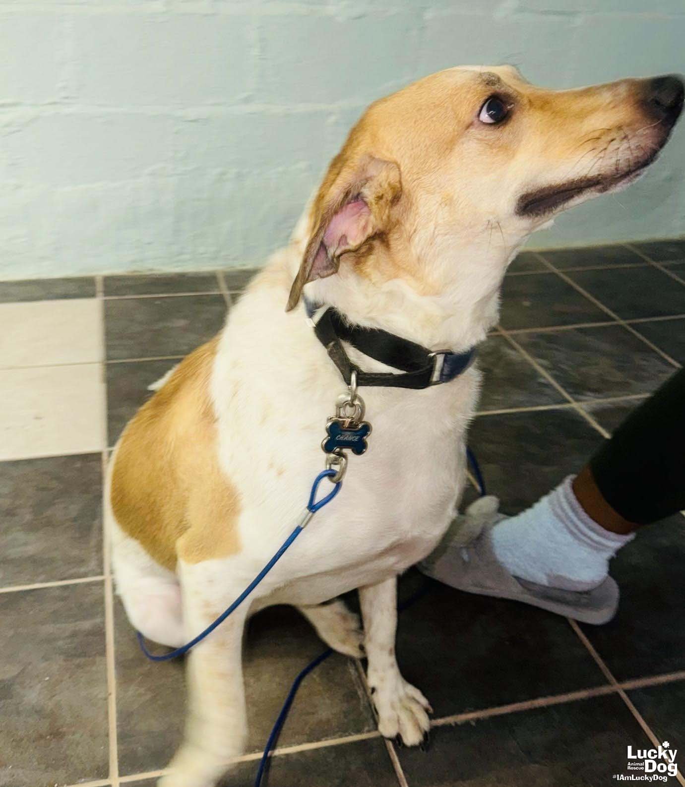 CHANCE - Retriever / Hound available for adoption