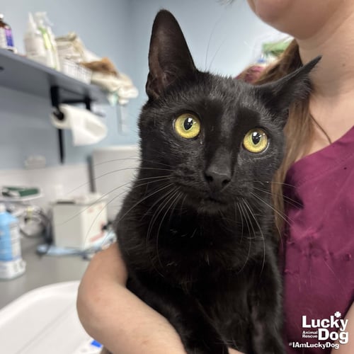 MOON - Domestic Short Hair available for adoption
