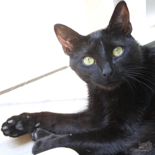 MOON - Domestic Short Hair available for adoption