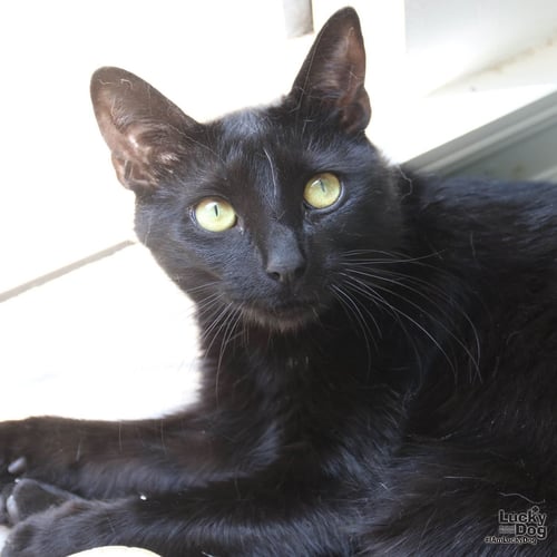 MOON - Domestic Short Hair available for adoption