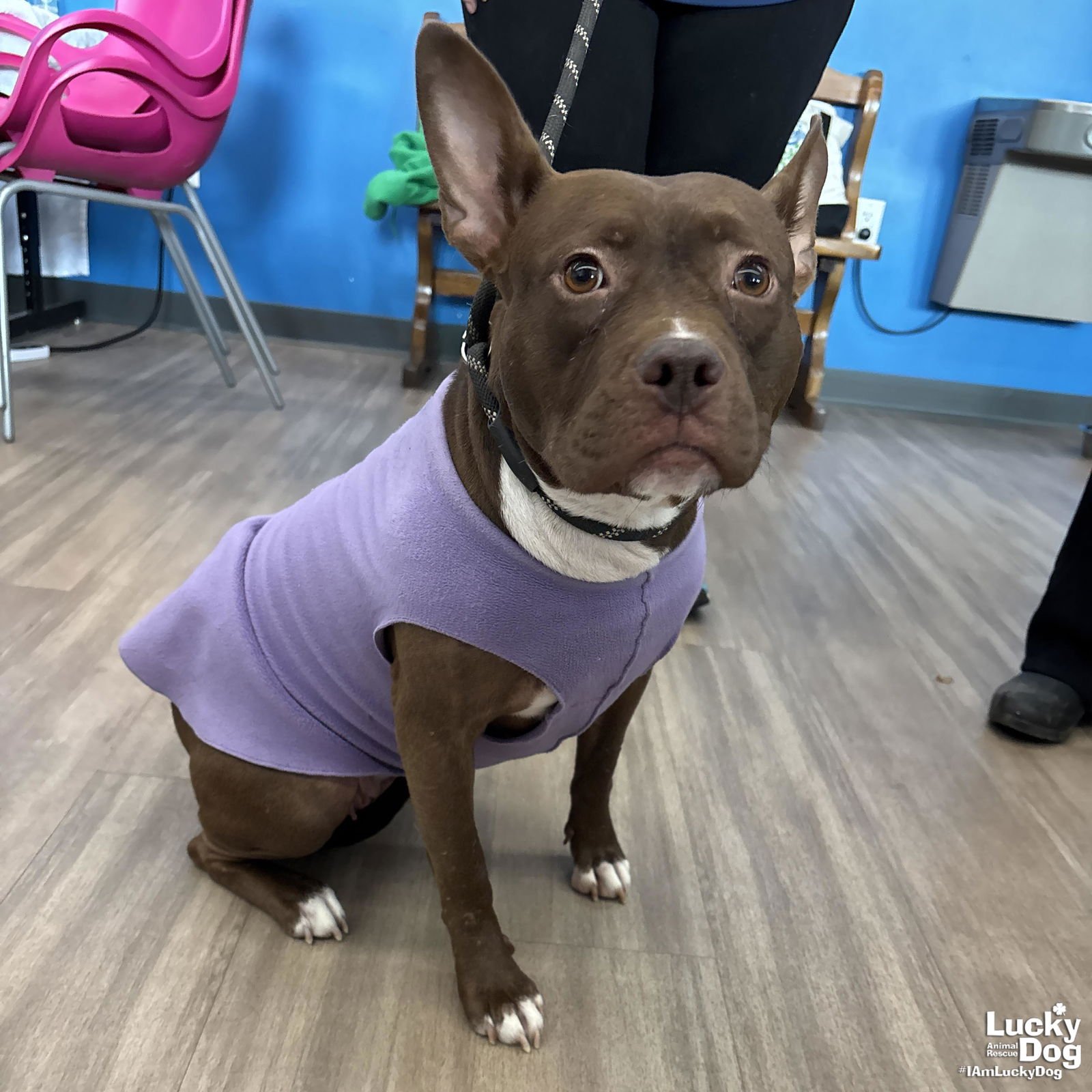 DOTTIE - Pit Bull Terrier available for adoption