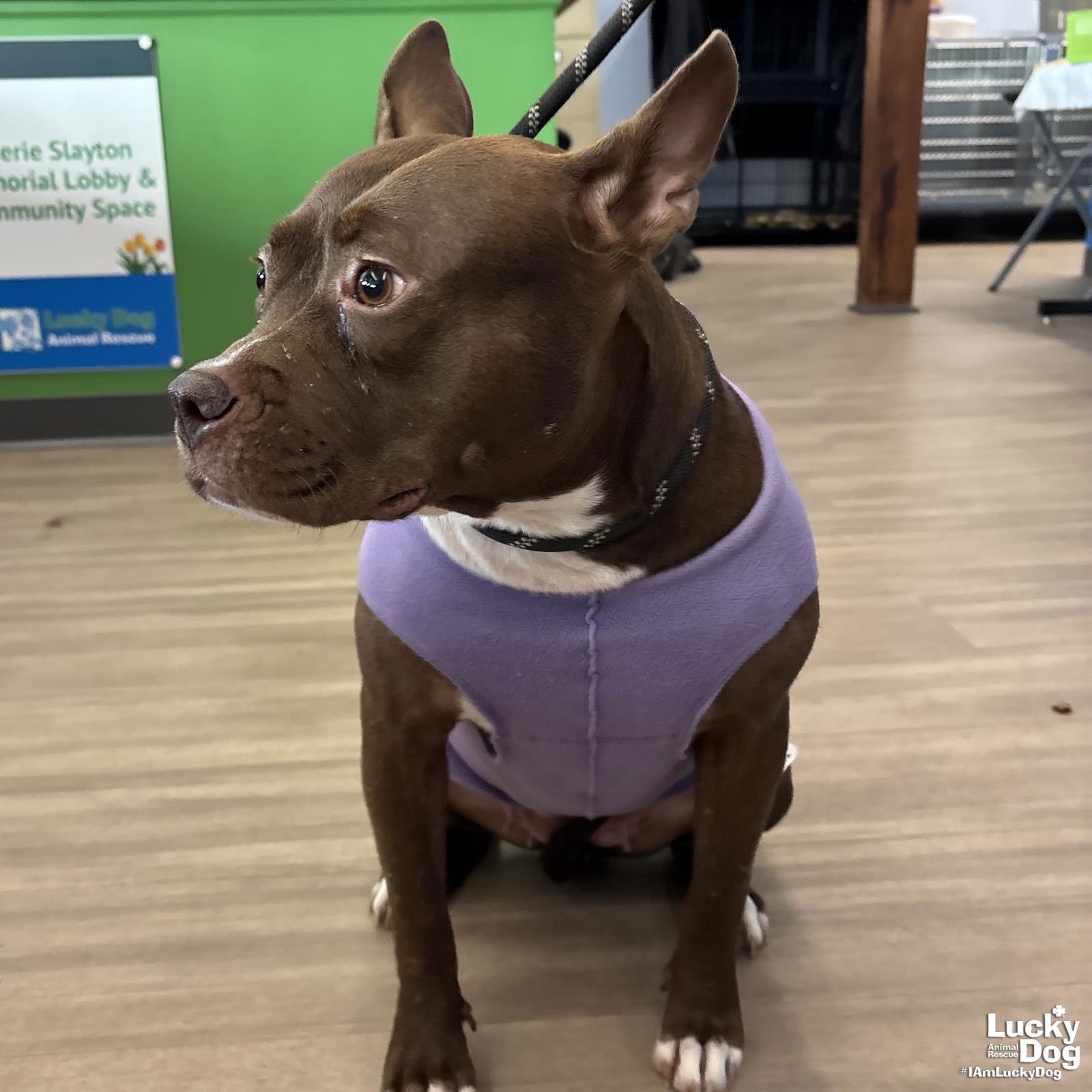 DOTTIE - Pit Bull Terrier available for adoption