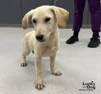 Diesel - Photo 3