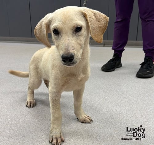 DIESEL - Labrador Retriever / Dachshund available for adoption