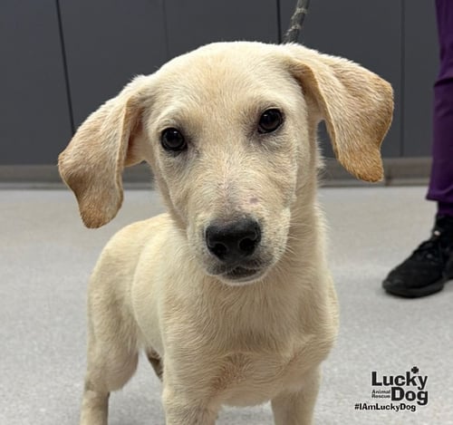 DIESEL - Labrador Retriever / Dachshund available for adoption