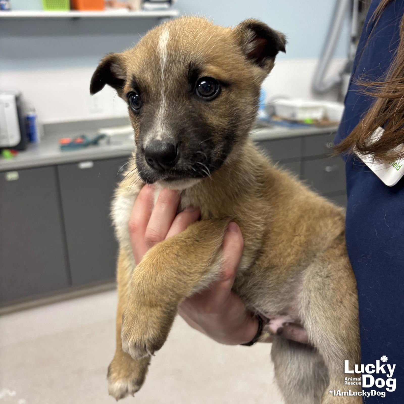 MOUNTAIN - Shepherd available for adoption