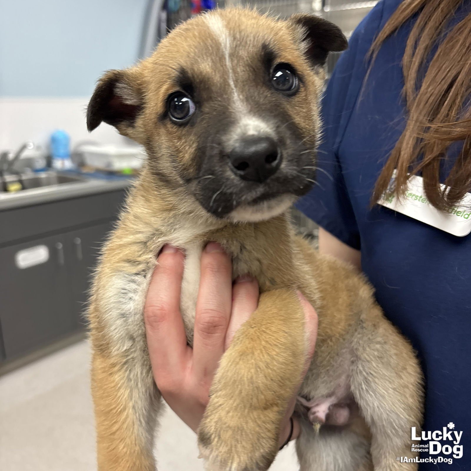 MOUNTAIN - Shepherd available for adoption