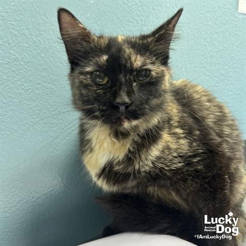 STELLA ROSE - Domestic Medium Hair available for adoption