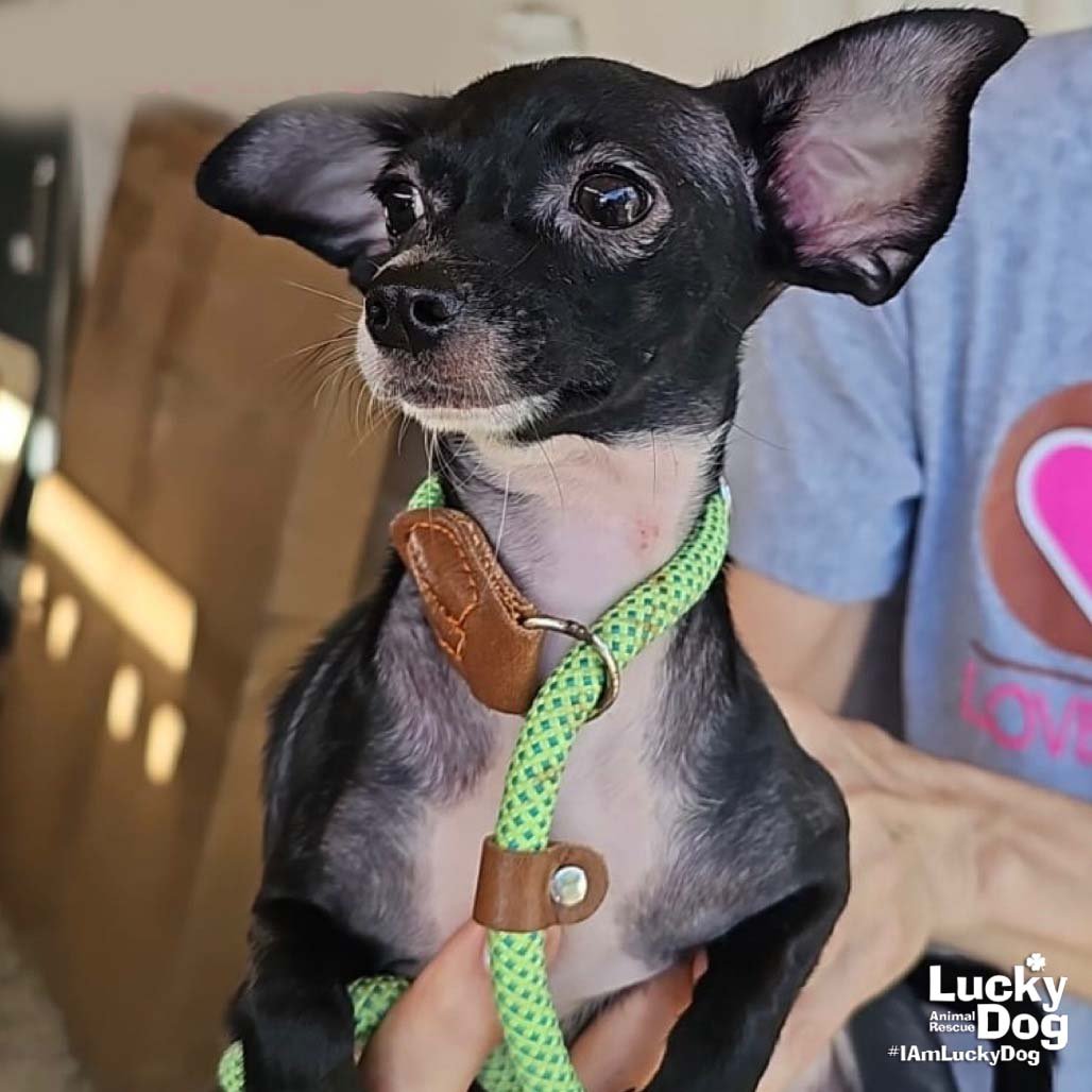 NATALIE - Chihuahua available for adoption