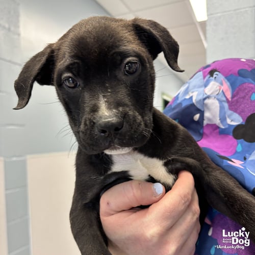 BAGUETTE - Labrador Retriever / Shepherd available for adoption