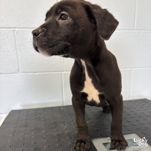 BAGUETTE - Labrador Retriever / Shepherd available for adoption