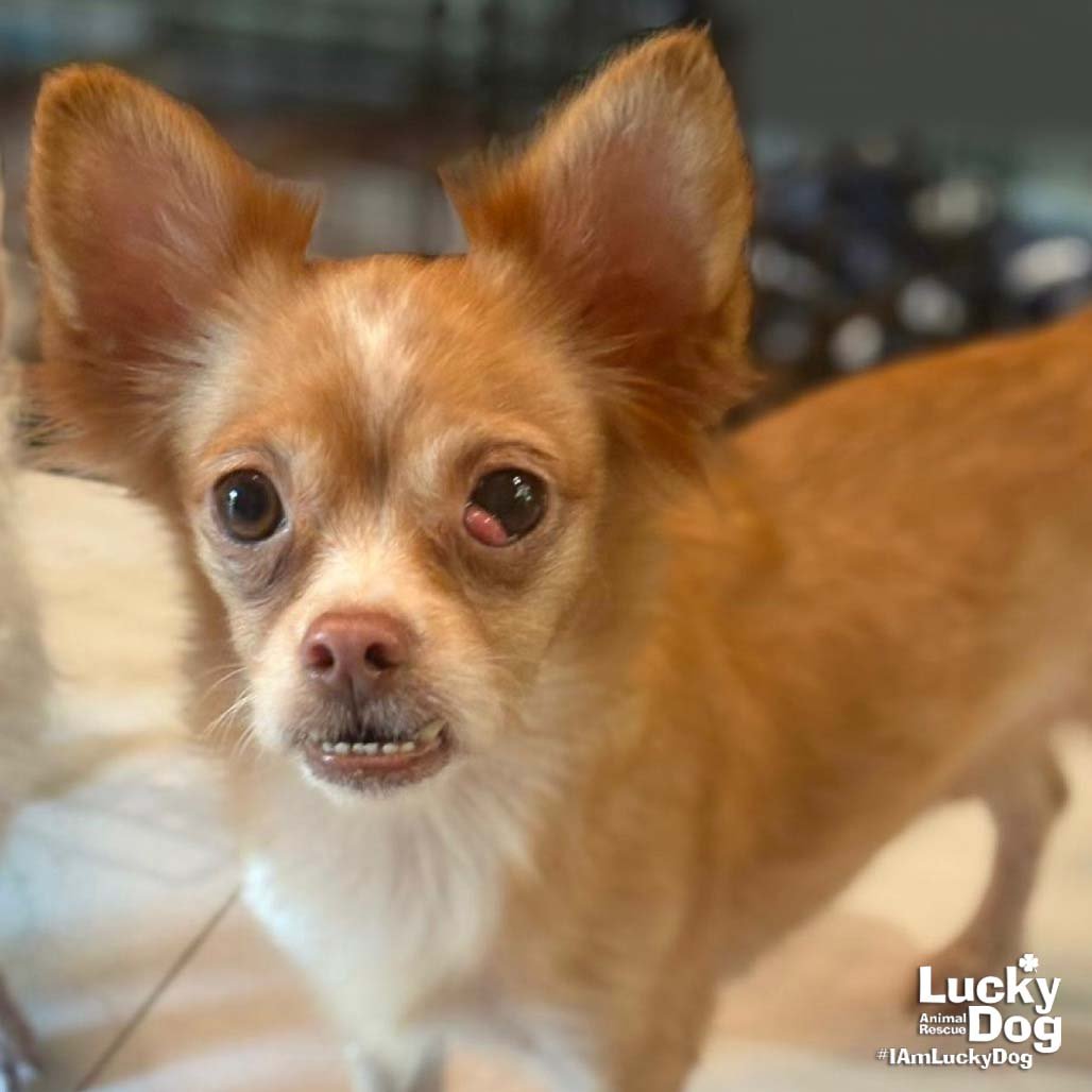 NYLA - Chihuahua available for adoption