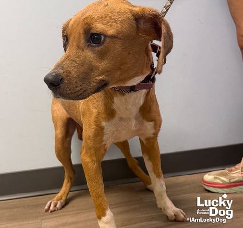 TINKER - Labrador Retriever available for adoption
