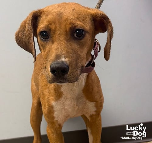 TINKER - Labrador Retriever available for adoption