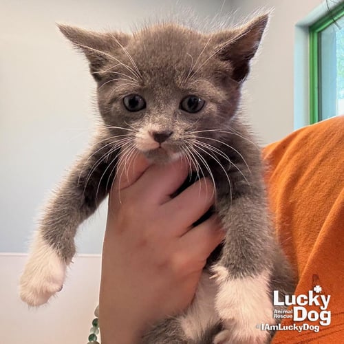 OSCAR - Domestic Short Hair available for adoption