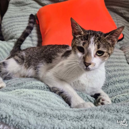 RENATA - Domestic Short Hair available for adoption