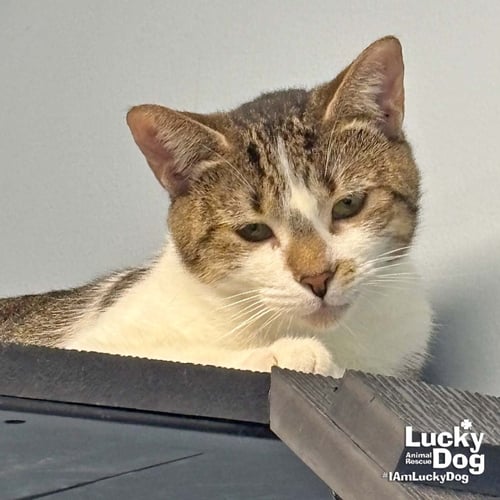RENATA - Domestic Short Hair available for adoption