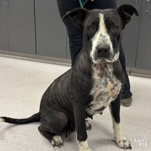 PRETTY - Labrador Retriever / Terrier available for adoption