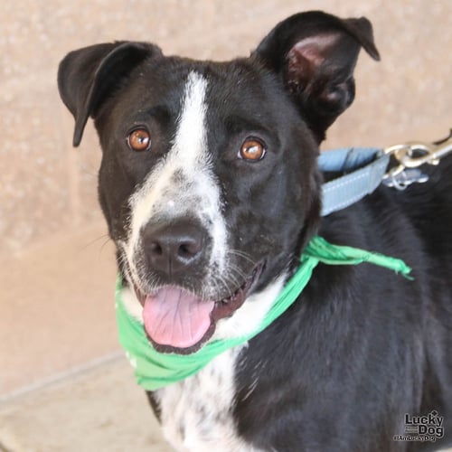 PRETTY - Labrador Retriever / Terrier available for adoption