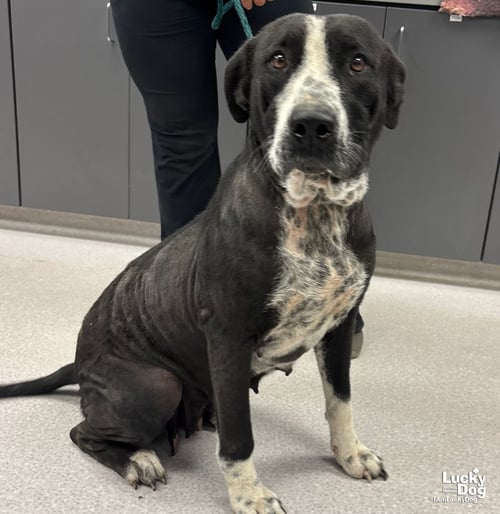 PRETTY - Labrador Retriever / Terrier available for adoption