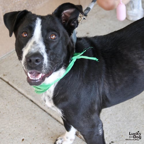 PRETTY - Labrador Retriever / Terrier available for adoption