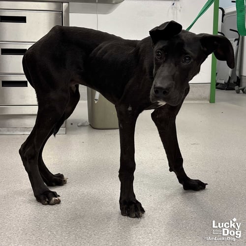 SIR LANCELOT - Labrador Retriever / Great Dane available for adoption