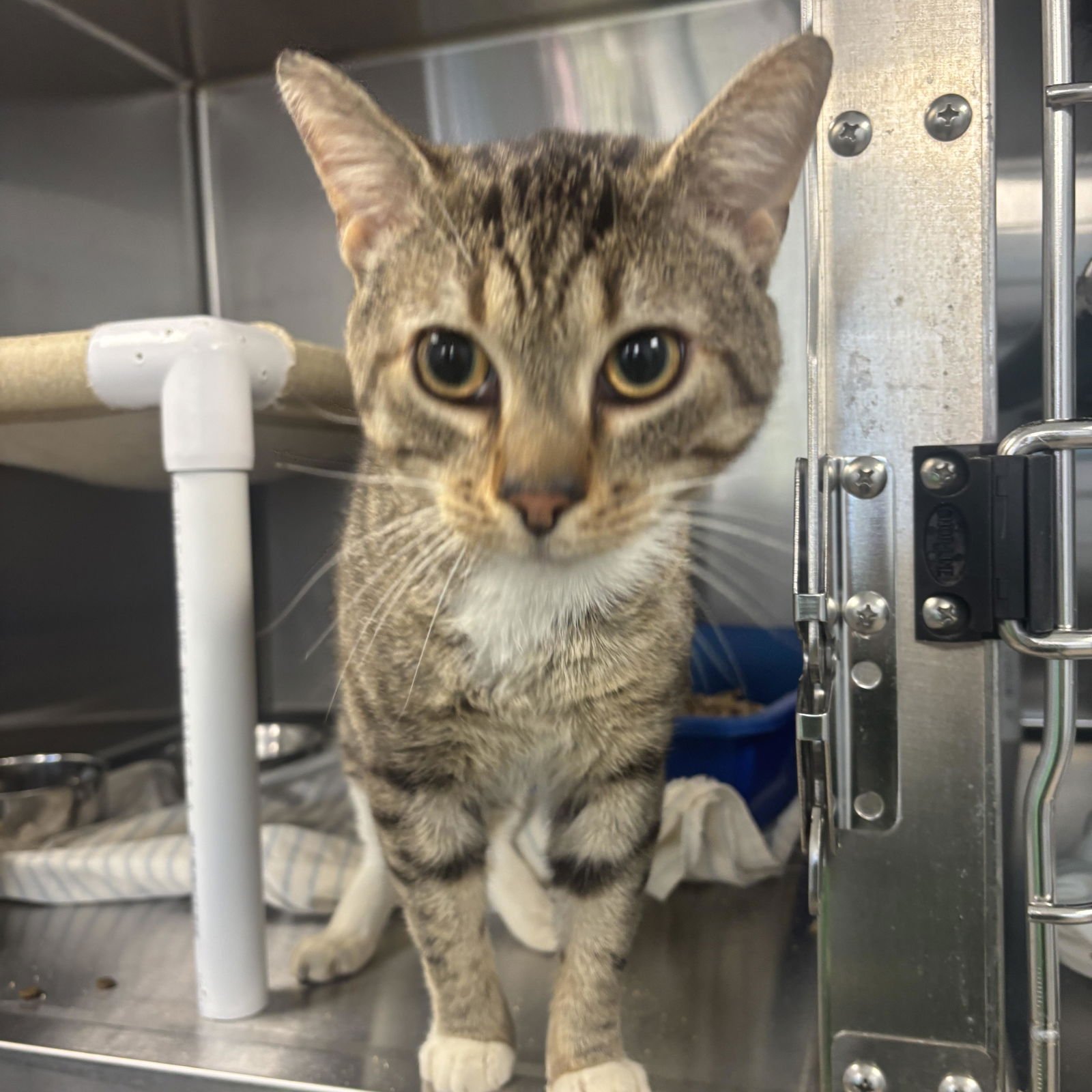 POPS - Domestic Short Hair / Tabby available for adoption