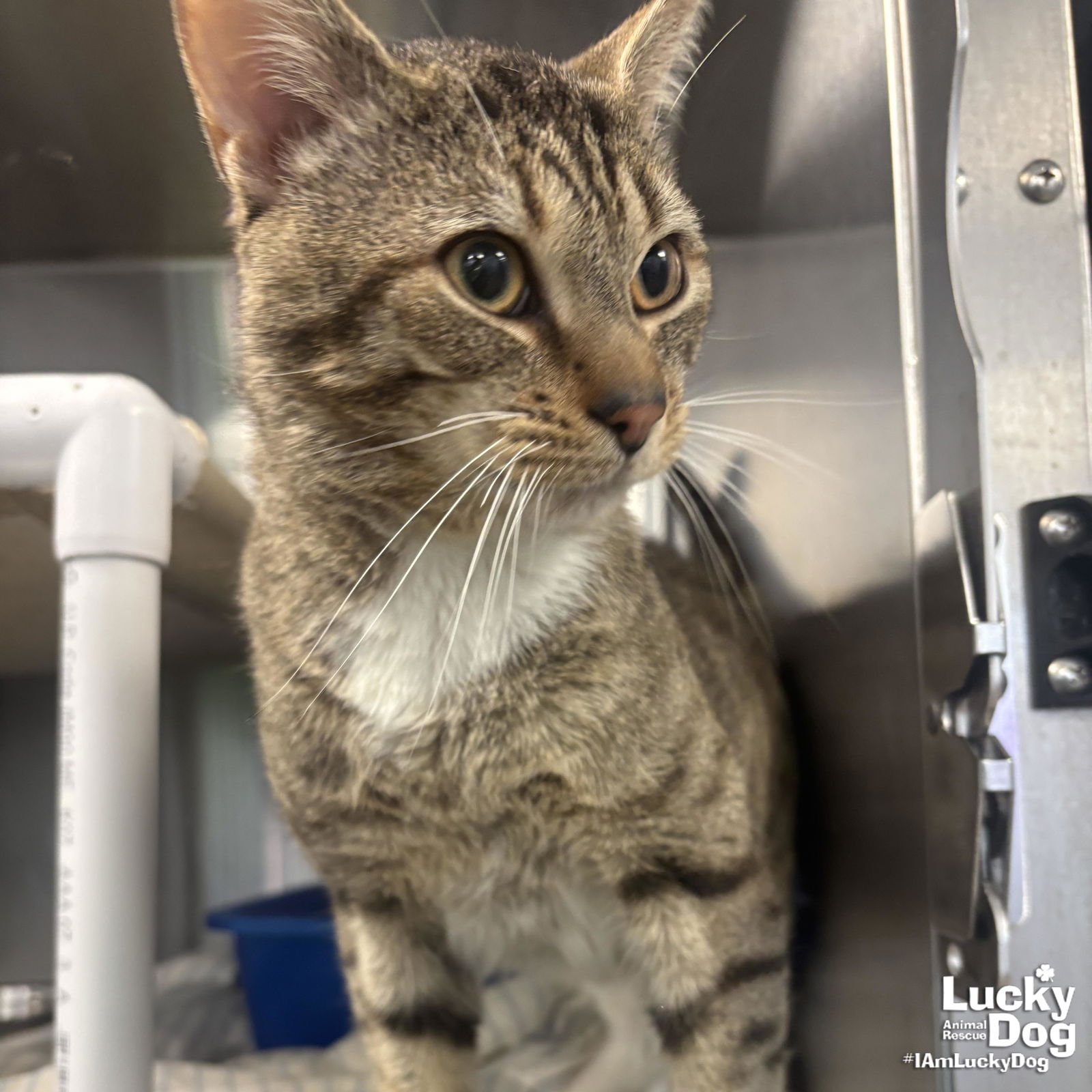 POPS - Domestic Short Hair / Tabby available for adoption