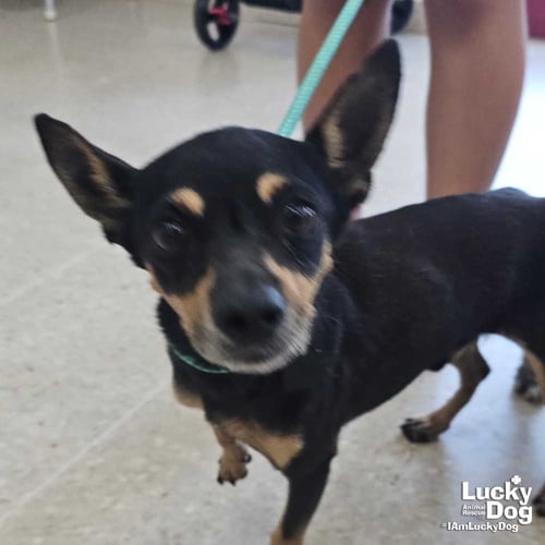 FROYO - Chihuahua available for adoption