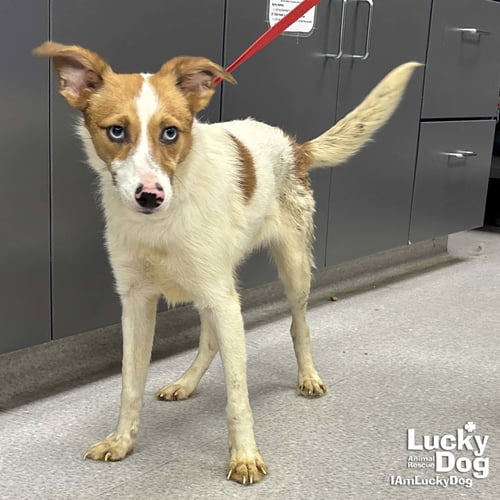 TWIGGY - Jack Russell Terrier available for adoption