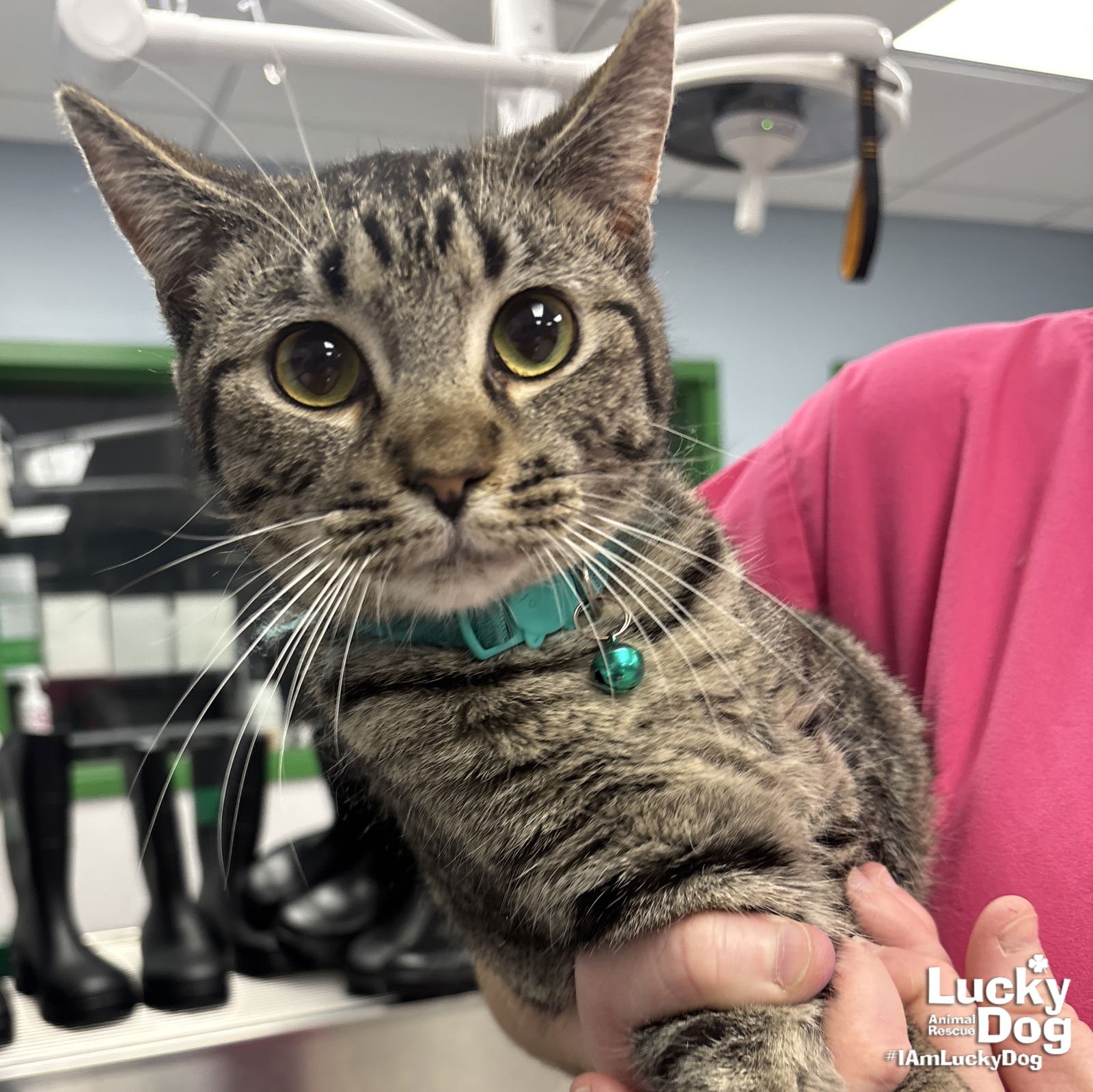 BABE RUTH - Domestic Short Hair available for adoption