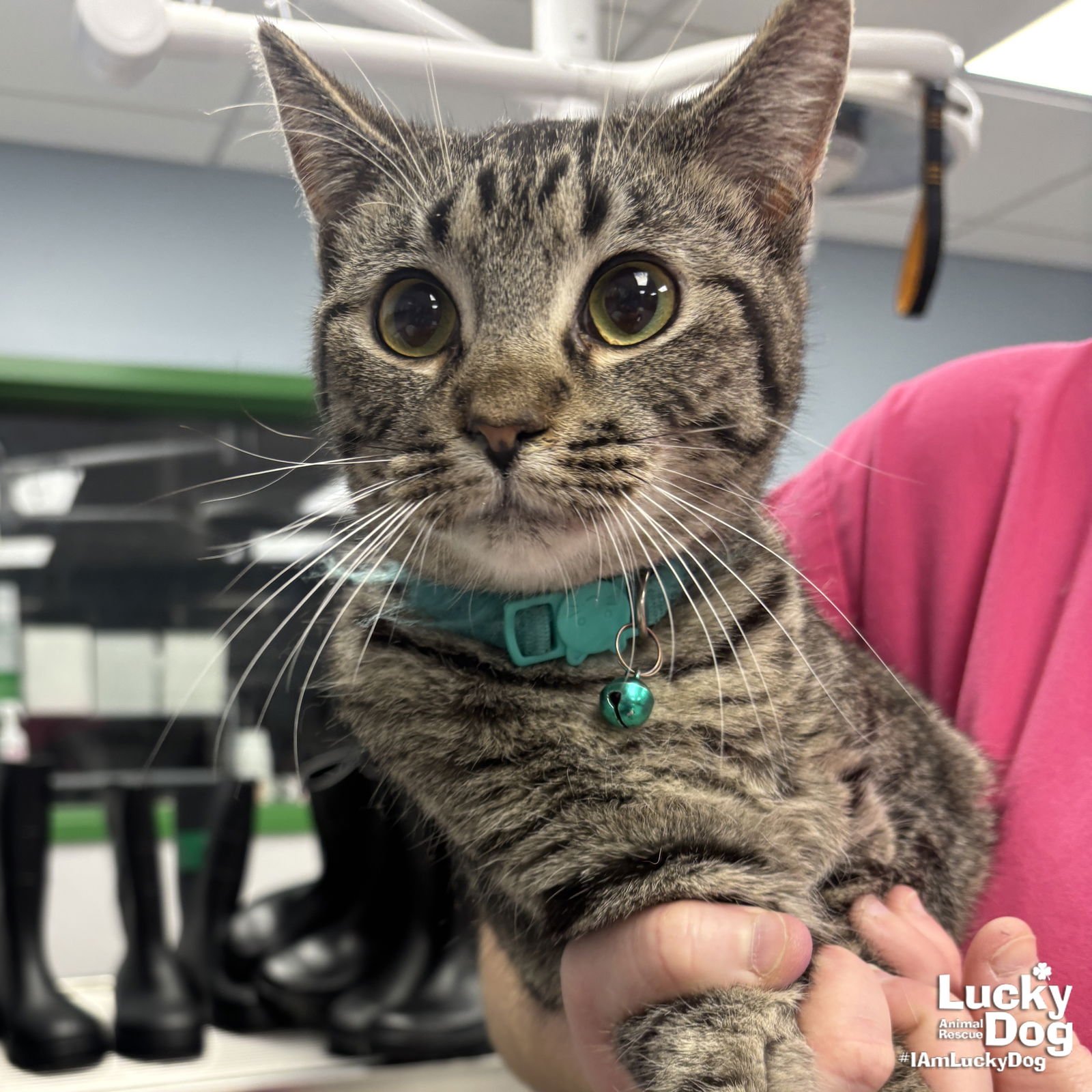 BABE RUTH - Domestic Short Hair available for adoption